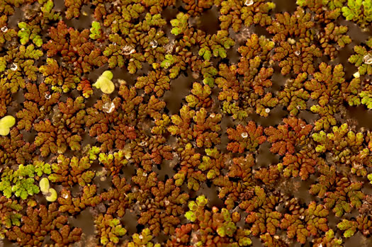 image of Azolla caroliniana, Carolina Mosquito-fern, Eastern Mosquito-fern, Water Fern