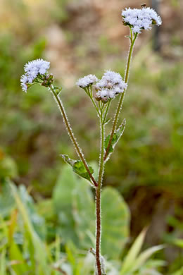 image of Ageratum houstonianum, Ageratum, Floss-flower