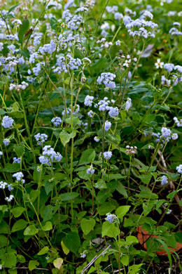 image of Ageratum houstonianum, Ageratum, Floss-flower