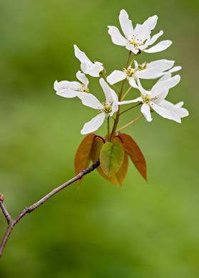 image of Amelanchier laevis, Smooth Serviceberry, Allegheny Serviceberry