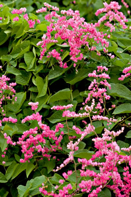 image of Antigonon leptopus, Love-chain, Queen's-jewels, Confederate-vine, Corallita