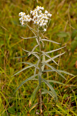 image of Anaphalis margaritacea, Pearly-everlasting