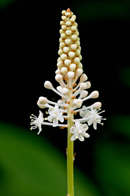 image of Amianthium muscitoxicum, Fly-poison