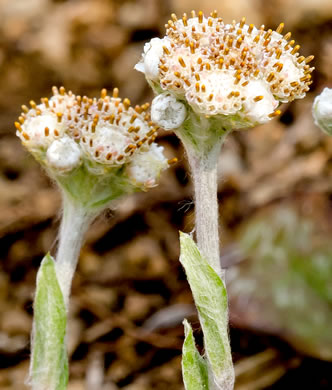 image of Antennaria plantaginifolia, Plantainleaf Pussytoes, Plantain Pussytoes