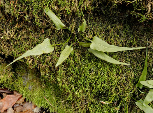 image of Asplenium rhizophyllum, Walking Fern