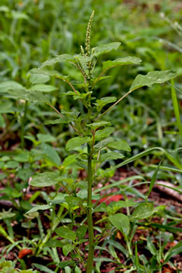 image of Amaranthus spinosus, Spiny Amaranth