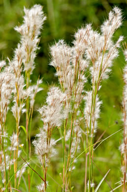 image of Andropogon tenuispatheus, Maritime Bushy Bluestem, Bushy Beardgrass, Maritime Bluestem