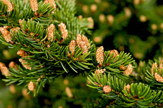 image of Abies fraseri, Fraser Fir, She Balsam, Southern Balsam