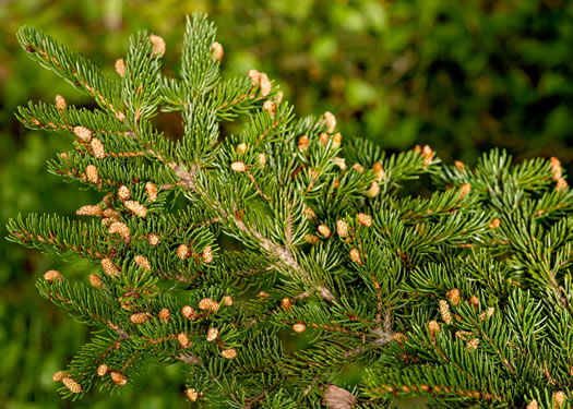 image of Abies fraseri, Fraser Fir, She Balsam, Southern Balsam