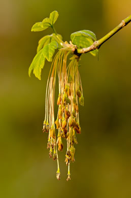 image of Acer negundo var. negundo, Eastern Box Elder, Ash-leaved Maple, River Maple