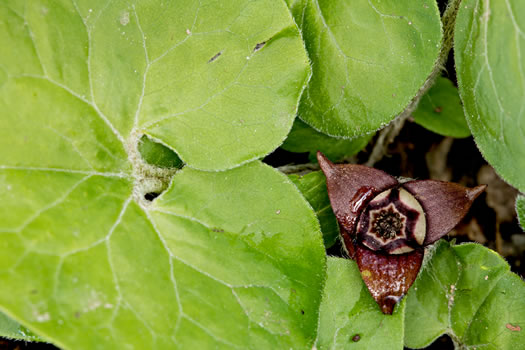 image of Asarum canadense, Common Wild Ginger, Canada Wild Ginger