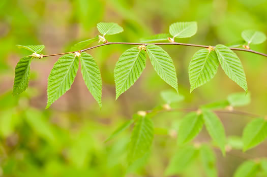 image of Betula alleghaniensis, Yellow Birch