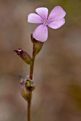 image of Buchnera floridana, Savanna Bluehearts, Florida Bluehearts, Buchnera