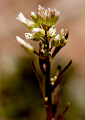 image of Borodinia missouriensis, Missouri Rockcress