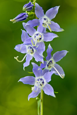 image of Campanulastrum americanum, Tall Bellflower