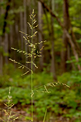 image of Coleataenia anceps ssp. anceps, Beaked Panicum, Beaked Panicgrass