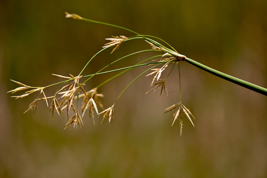 image of Cyperus articulatus, jointed flatsedge, Chintul