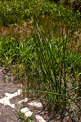 image of Cyperus articulatus, jointed flatsedge, Chintul