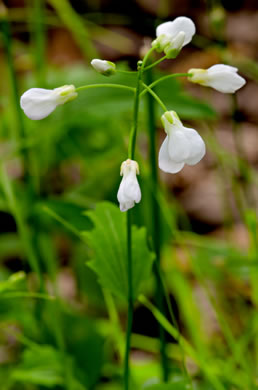 image of Cardamine bulbosa, Bulbous Bittercress, Spring Cress