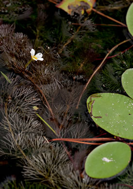 Cabomba caroliniana, Fanwort, Carolina Fanwort