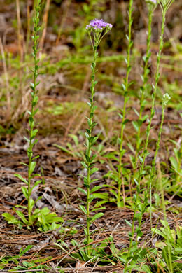 image of Carphephorus corymbosus, Florida Paintbrush, Coastal Plain Chaffhead, Flatwood Chaffhead