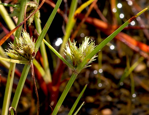 image of Cyperus granitophilus, Granite Flatsedge