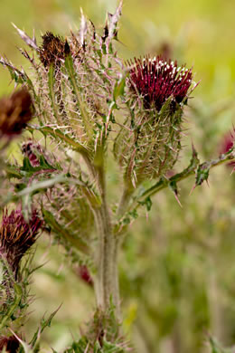 image of Cirsium horridulum var. horridulum, Common Yellow Thistle, Purple Thistle, Bristle Thistle, Horrid Thistle