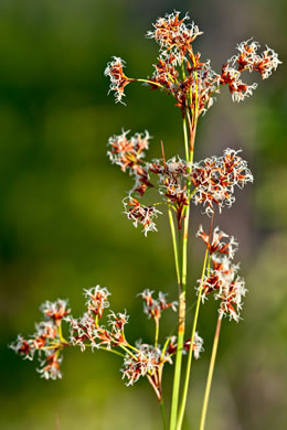 image of Cladium jamaicense, Sawgrass