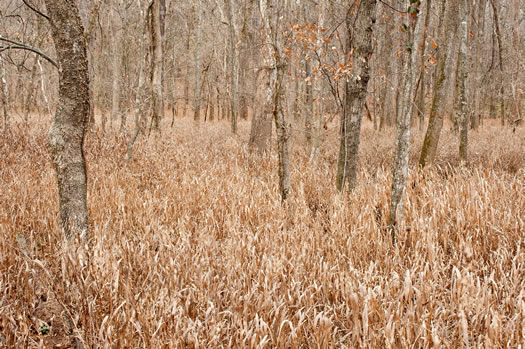 image of Chasmanthium latifolium, River Oats, Northern Sea Oats, Fish-on-a-stringer, Indian Woodoats