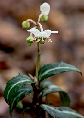 image of Chimaphila maculata, Pipsissewa, Striped Wintergreen, Rat's Bane