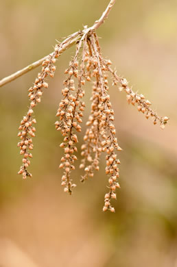 image of Cyrilla racemiflora, Titi, Swamp Cyrilla, Leatherwood