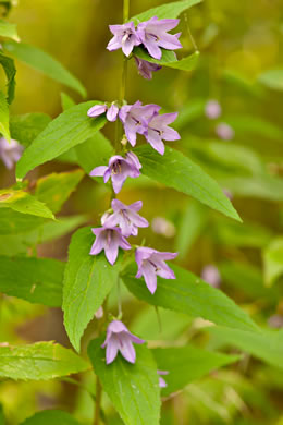 image of Campanula rapunculoides, European Bellflower, Rampion Bellflower, Rover Bellflower, Creeping Bellflower