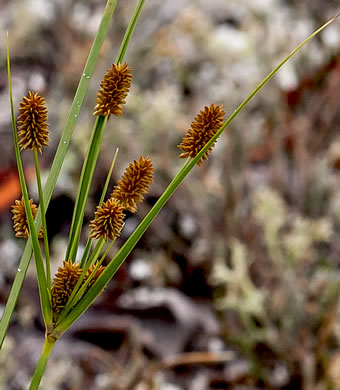 image of Cyperus retrorsus, Pineland Flatsedge, Pine-barren Flatsedge