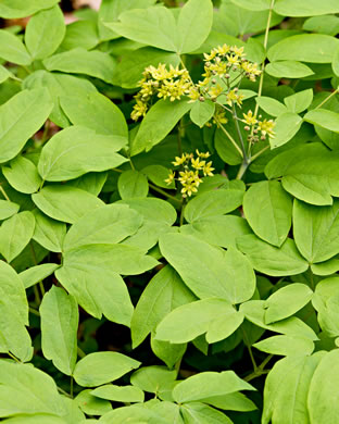 image of Caulophyllum thalictroides, Common Blue Cohosh, Papooseroot, Green Vivian