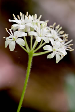 image of Clintonia umbellulata, Speckled Wood-lily, White Clintonia