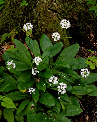 image of Clintonia umbellulata, Speckled Wood-lily, White Clintonia