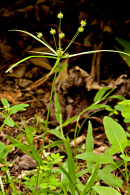 image of Cyperus croceus, Baldwin's Flatsedge