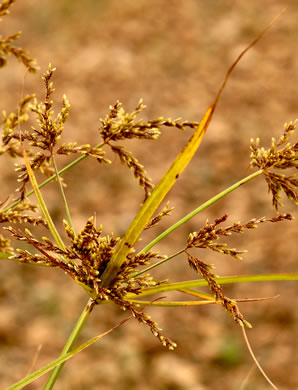 image of Cyperus iria, Rice-field Flatsedge