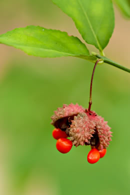 image of Euonymus americanus, Hearts-a-bustin', Strawberry-bush