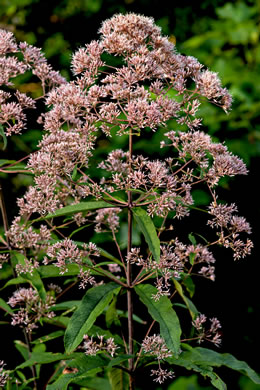 image of Eutrochium fistulosum, Hollow-stem Joe-pye-weed