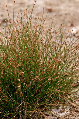 image of Eleocharis geniculata, Canada spikesedge, Bent spikerush