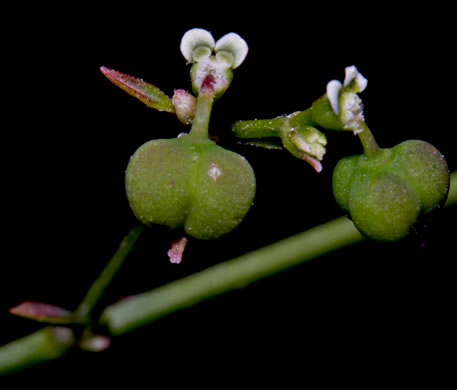 image of Euphorbia graminea, Grassleaf Spurge, ‘Diamond Frost’, ‘Frosted Flakes’