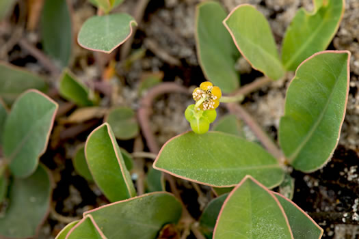 image of Euphorbia ipecacuanhae, Carolina Ipecac, Wild Ipecac, American Ipecac