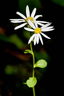 image of Eurybia mirabilis, Piedmont Aster, Bouquet Aster