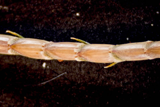 image of Eremochloa ophiuroides, Centipede Grass