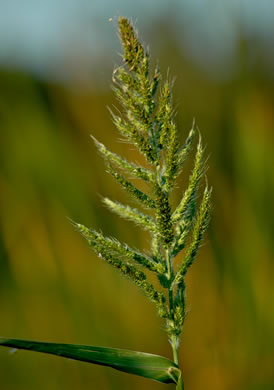 image of Echinochloa walteri, Swamp Barnyard-grass, Coast Cockspur-grass