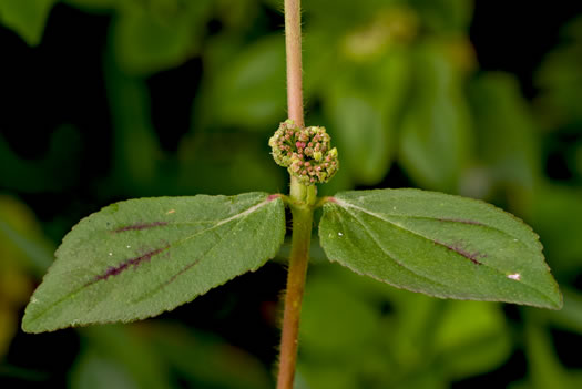 image of Euphorbia hirta, Pillpod Sandmat, Hairy Spurge