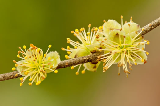 Godfrey's Forestiera