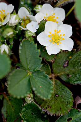 image of Fragaria virginiana, Wild Strawberry