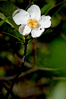 image of Gordonia lasianthus, Loblolly Bay, Gordonia